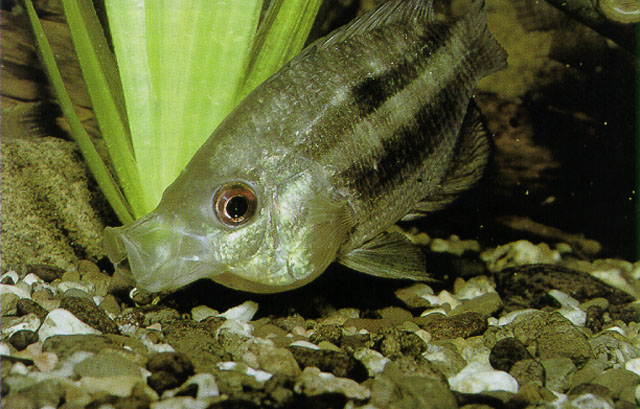 (Chaetobranchopsis) Род ХЕТОБРАНХОПСЫ 2 вида